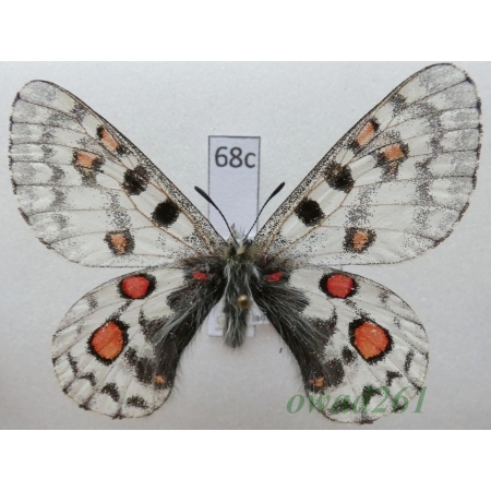 Parnassius epaphus subsp. beiki Bryk & Eisner, 1932 China68c